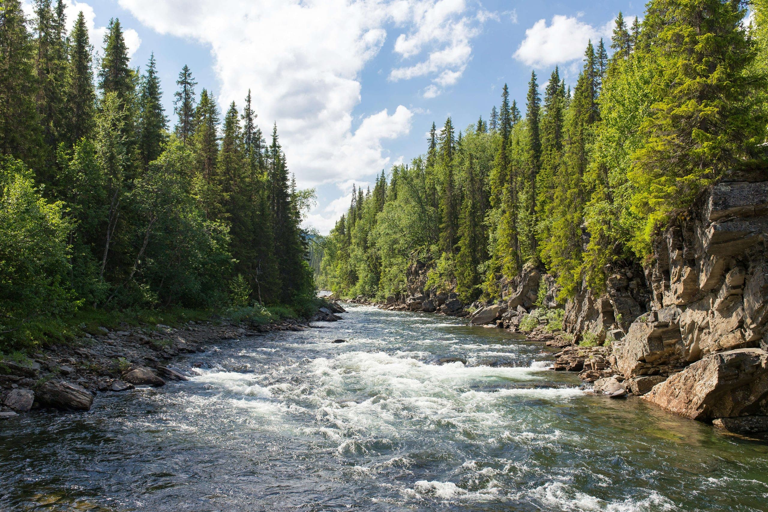 River rapids flowing through a dense evergreen forest canyon